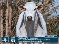 Lote 53