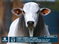 Lote 57