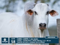 Lote 58