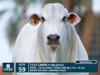 Lote 59