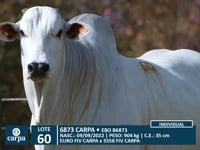 Lote 60