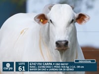 Lote 61