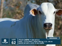 Lote 62