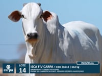 Lote 14