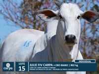 Lote 15
