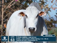 Lote 63