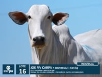 Lote 16