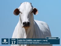 Lote 17