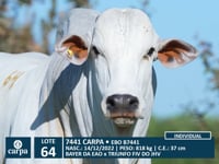 Lote 64