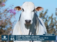 Lote 65