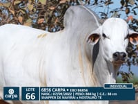 Lote 66