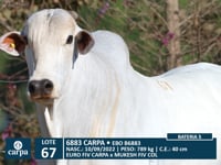 Lote 67