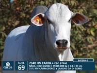 Lote 69