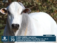 Lote 70