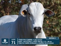 Lote 71