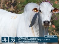 Lote 72
