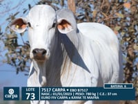 Lote 73