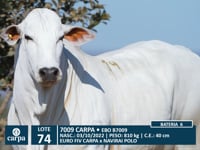 Lote 74
