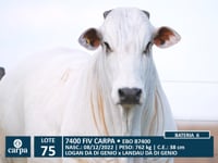 Lote 75