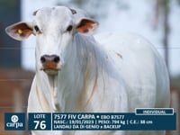Lote 76