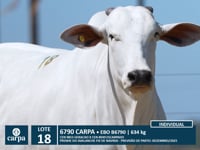 Lote 18