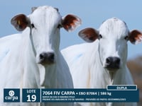 Lote 19