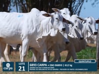 Lote 21