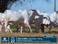 Lote 22