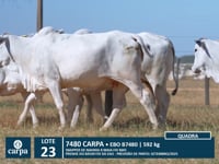 Lote 23