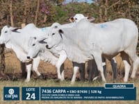 Lote 24