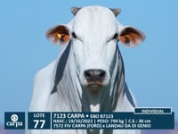 Lote 77