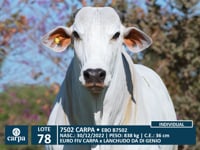 Lote 78