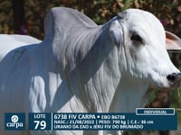 Lote 79