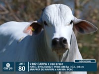Lote 80
