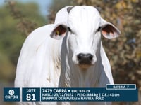 Lote 81