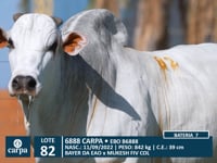 Lote 82