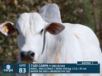 Lote 83