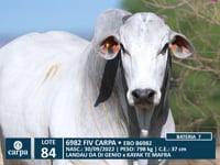 Lote 84