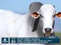 Lote 85