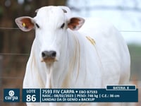 Lote 86