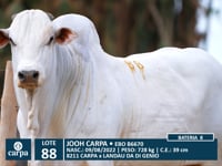 Lote 88