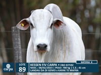 Lote 89