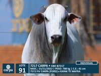 Lote 91