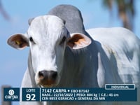 Lote 92