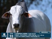 Lote 93