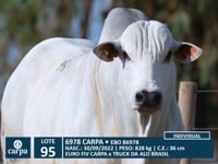 Lote 95