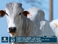 Lote 97