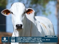 Lote 98