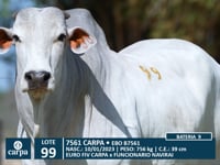Lote 99