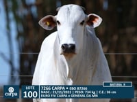 Lote 100